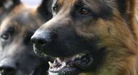 Ein solcher Schäferhund wurde in Florida Opfer eines sexuellen Übergriffs (Symbolbild).