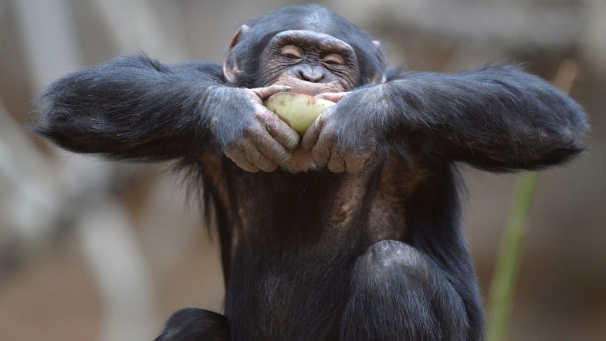 Was knutscht denn der Schimpanse da? (Foto)
