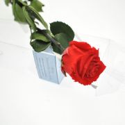 Unvergänglich wie die Liebe: Die immer blühende Rose ist das perfekte Geschenk zum Valentinstag.