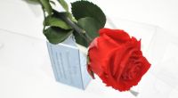 Unvergänglich wie die Liebe: Die immer blühende Rose ist das perfekte Geschenk zum Valentinstag.
