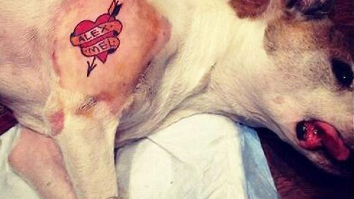 Zweifelhafte Tierliebe: Diesen wehrlosen Hund ziert jetzt ein Herzchentattoo. (Foto)