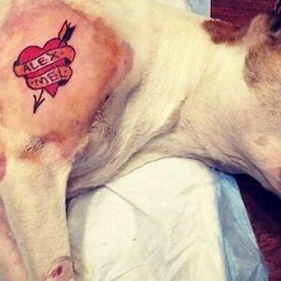 Shitstorm! Tätowierter Hund erbost Tierschützer