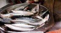Fettreiche Fischsorten wie Makrele, Lachs oder Hering sind perfekte Lieferanten von Vitamin D.