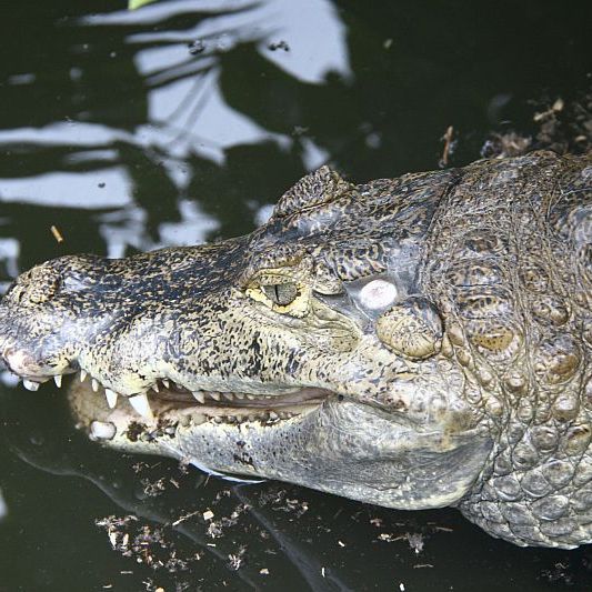 Krokodil stirbt bei tierischem SM-Sex
