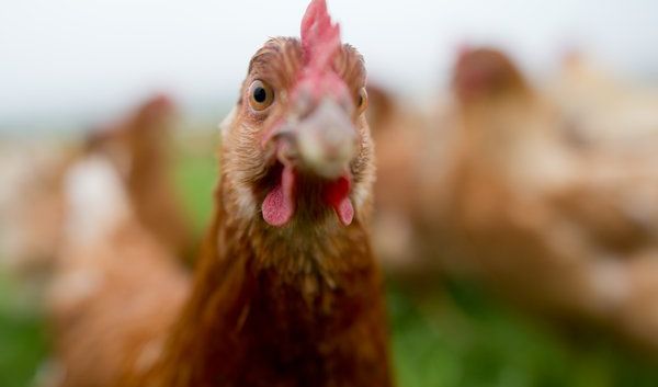 Eklige Inhaltsstoffe In Kosmetik Mit Sperma Vogelkot Und Urin Gegen Pickel Falten Und Co News De