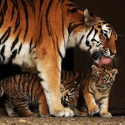 Tigermama Hanya leckt ihre Babys, die zugleich ihre Enkel sind.