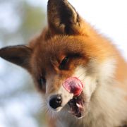 Sniffer, der Fuchs aus dem norwegischen Wald, hat mit Schäferhund Tinni Freundschaft geschlossen.