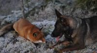 Die Tierfreundschaft von Rotfuchs Sniffer und Schäferhund Tinni erscheint jetzt als Kinderbuch.