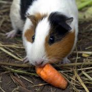 In Peru und Equador gilt Meerschweinchen als Gaumenschmaus. Gefüllt mit Kräutern kommt es knusprig-zart vom Backofen direkt auf den Tisch. In Peru und Equador gilt Meerschweinchen als Gaumenschmaus. Gefüllt mit Kräutern kommt es knusprig-zart vom Backofen direkt auf den Tisch.