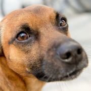 Des Menschen bester Freund kommt in China auf den Tisch. in Deutschland ist das Schlachten von Hunden und Katzen gesetzlich verboten. Des Menschen bester Freund kommt in China auf den Tisch. in Deutschland ist das Schlachten von Hunden und Katzen gesetzlich verboten.