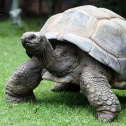 Als Riesenschildkröte Adwaitya um 1750 auf den Seychellen geboren wurde, spielte in Deutschland noch Friedrich der Große seine Flöte! Als Riesenschildkröte Adwaitya um 1750 auf den Seychellen geboren wurde, spielte in Deutschland noch Friedrich der Große seine Flöte!