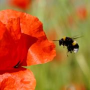 Eine pummelige Hummel könnte mit ihrem verrückten Flügelschlag auf dem Mount Everest fliegen! Eine pummelige Hummel könnte mit ihrem verrückten Flügelschlag auf dem Mount Everest fliegen!