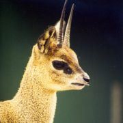 Dieses 60 Zentimeter kleine Antilöpchen, der Klippspringer, katapultiert sich aus dem Stand auf 8 Meter Höhe! Dieses 60 Zentimeter kleine Antilöpchen, der Klippspringer, katapultiert sich aus dem Stand auf 8 Meter Höhe!
