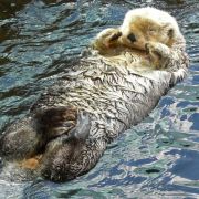 Während dem Mensch im Schnitt 300 Haare pro Quadratzentimeter wachsen, sind es bei dem Otterchen 120.000! Während dem Mensch im Schnitt 300 Haare pro Quadratzentimeter wachsen, sind es bei dem Otterchen 120.000!