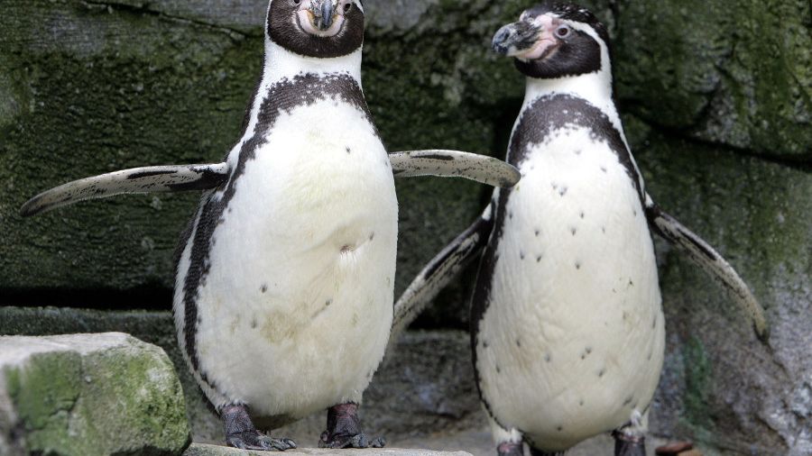 Im Zoo in Bremerhaven haben sich diese beiden männlichen Pinguine lieben gelernt - dank Mangel an weiblichen Artgenossen. Ein Versuch, die vom Aussterben bedrohten Pinguine zur Paarung zu bewegen, lief leider schief. (Foto)
