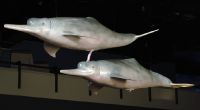 Hier versucht ein schuler Delfin einen anderen durch das Atemloch zu penetrieren. Das Delfinenpaar wurde 2007 bei der Ausstellung »Wider der Natur« in Oslo ausgestellt.