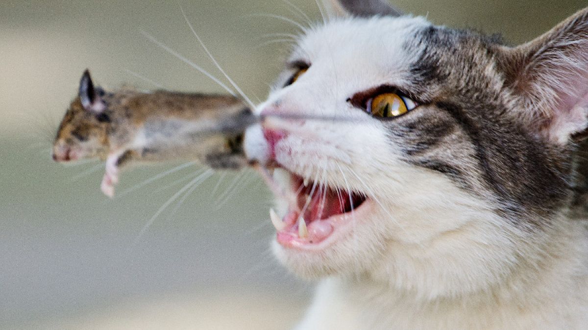 Nach Aussage des Nabu-Chefs reißen Katzen jährlich über 1.5 Millionen Wildtiere. (Foto)