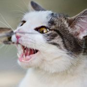 Nach Aussage des Nabu-Chefs reißen Katzen jährlich über 1.5 Millionen Wildtiere.