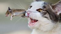 Nach Aussage des Nabu-Chefs reißen Katzen jährlich über 1.5 Millionen Wildtiere.