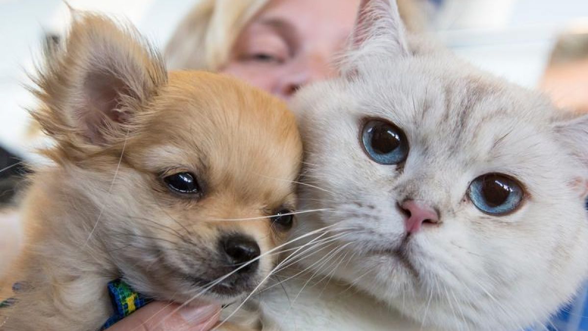 Tierische Studie Katzenliebhaber Sind Klüger Als