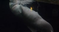 Auch Meeressäuger frönen der einsamen Lust. Dieser Delfin befriedigt sich selbst mit einem toten Fisch.  