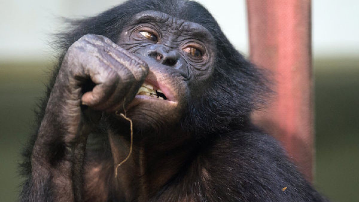 Masturbation ist im Tierreich völlig normal. Besonders Affen scheinen im Bezug auf die eigene Lust besonders kreativ zu sein. (Foto)
