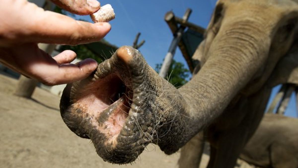 Wenn es um Masturbation geht, ist der Elefant in klarem Vorteil: Mit seinem Rüssel kommt er an Körperteile, von denen manche Tiere nur träumen können. (Foto)