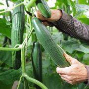Gurken, Möhren und Bananen eignen sich nicht nur hervorragend als Lebensmittel, sondern sind auch wunderbar für das Liebesspiel geeignet. Gurken, Möhren und Bananen eignen sich nicht nur hervorragend als Lebensmittel, sondern sind auch wunderbar für das Liebesspiel geeignet.
