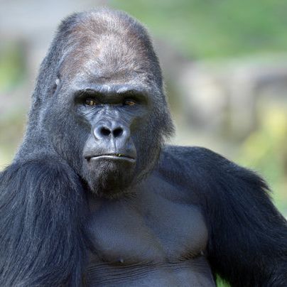 Tierarzt schießt Mann im Gorilla-Kostüm krankenhausreif