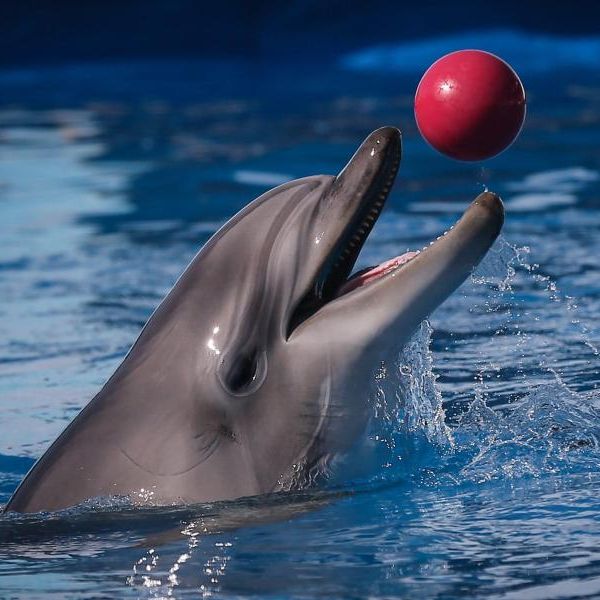 Forscherin führt Beziehung mit Delfin - Sex inklusive