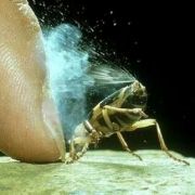 In der Tierwelt gibt es unzählige Verteidigungsstrategien gegen Fressfeinde. Der Bombadierkäfer schleudert zum Beispiel ein giftiges Gas auf seine Gegner.