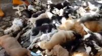 Die ermordeten Hunde in Bali werden auf einen Haufen gelegt.