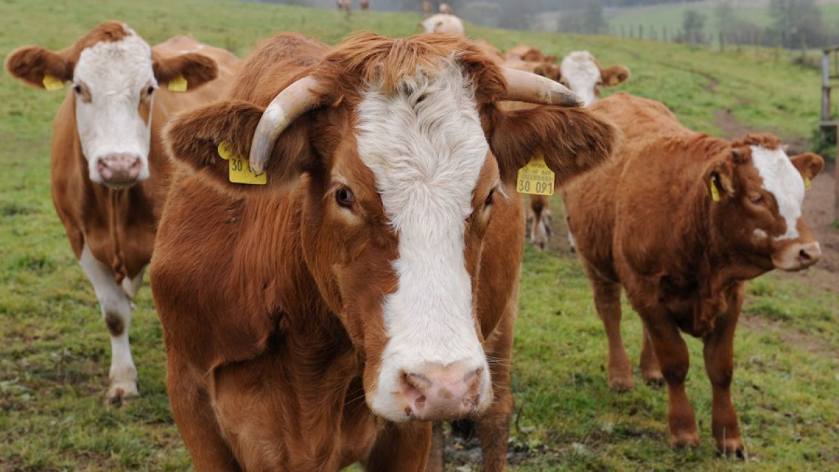 Tödlicher Angriff einer Kuhherde auf Wanderin: Wie gefährlich sind die Tiere wirklich? (Foto)
