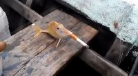 Tierquälerei? Dieser Fisch zieht sich erst einmal eine Zigarette rein.