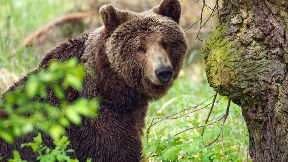 Braunbären sind in der Republik Sacha unterwegs, wo die kleine Karina elf Tage lang allein umherzog. (Foto)