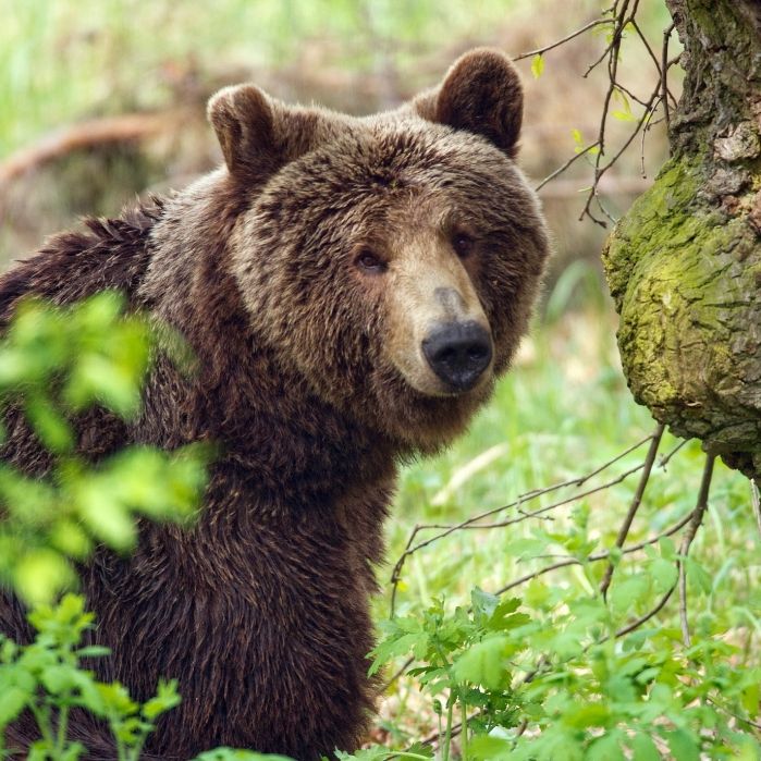 3-Jährige überlebt trotz Bären und Wölfen