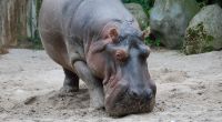 Das Flusspferd Maikel ist im Frankfurter Zoo gestorben.