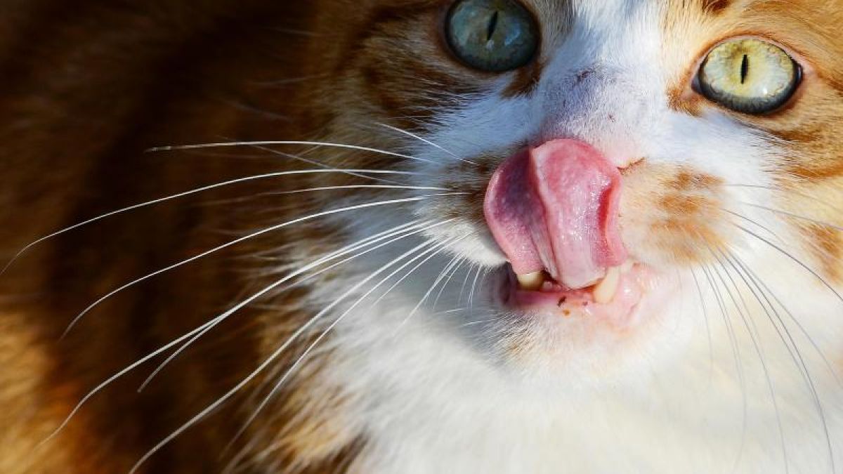 Ein Gynäkologe hat ein Katzenhaar-Büschel in einer Vagina gefunden. (Foto)