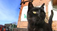 Innerhalb eines Monats verschwanden fünf schwarze Katzen. Ist ein Satanist schuld? (Symbolbild)