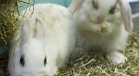 In einem der Crush-Videos soll einem Kaninchen bei lebendigem Leib das Fell abgezogen worden sein. (Symbolbild)