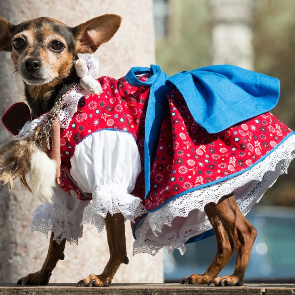 Das tragen Hund und Katz auf der Wiesn Das tragen Hund und Katz auf der Wiesn (Foto)