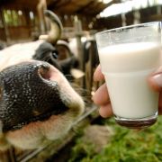Milch hat weniger positive Auswirkungen auf unseren Körper, als bisher angenommen. Milch hat weniger positive Auswirkungen auf unseren Körper, als bisher angenommen.