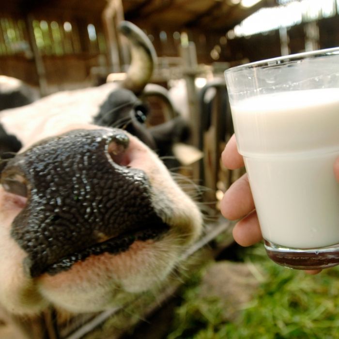 Lebensgefahr! So gefährlich ist die tägliche Milch (Foto)