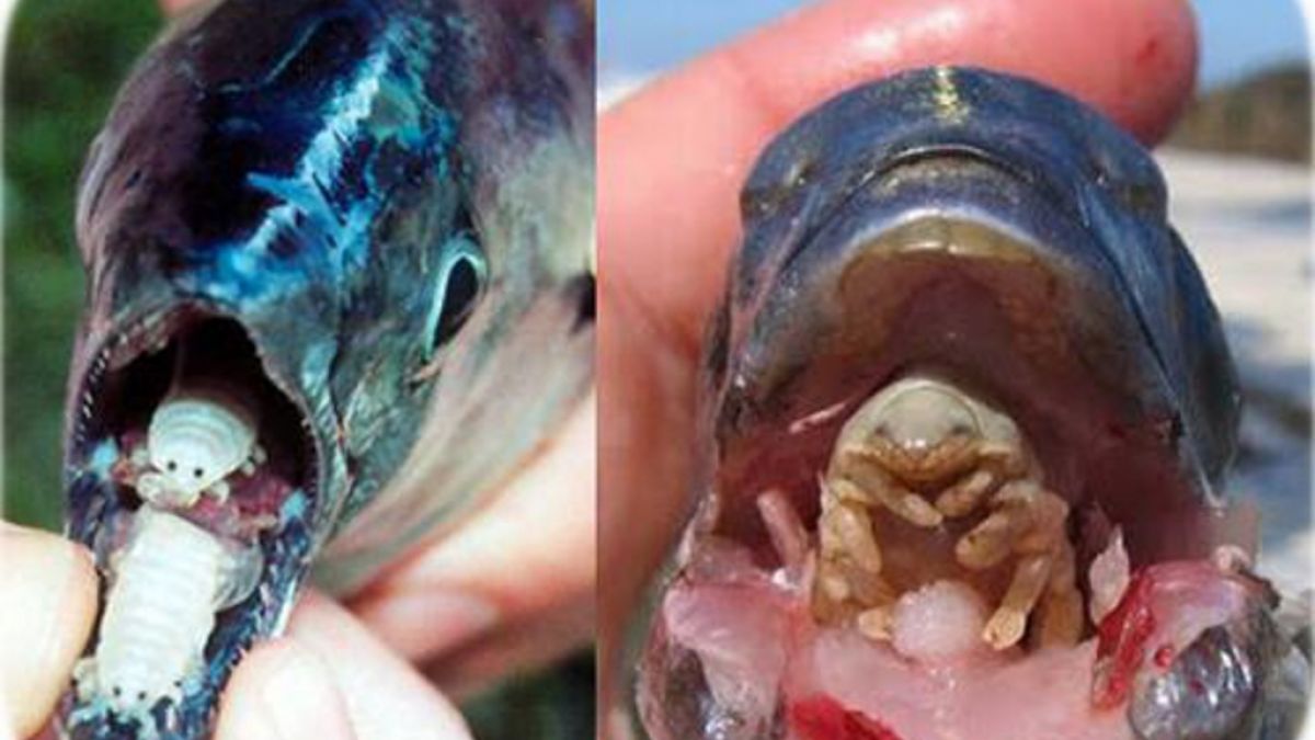 Der Parasit isst die Zunge des Fisches und ersetzt diese schließlich. (Foto)