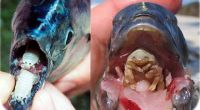 Der Parasit isst die Zunge des Fisches und ersetzt diese schließlich.