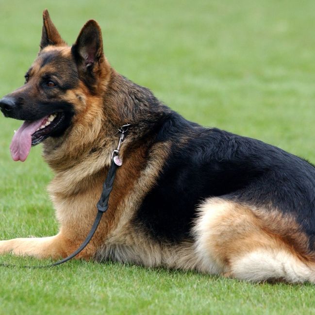 Schäferhund rettet elf Menschen das Leben Schäferhund rettet elf Menschen das Leben (Foto)