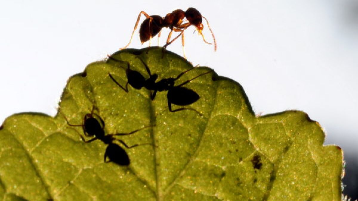 Weil ein Baby im Mülleimer entsorgt wurde, nagten Ameisen es lebendig an. (Foto)