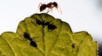 Weil ein Baby im Mülleimer entsorgt wurde, nagten Ameisen es lebendig an.