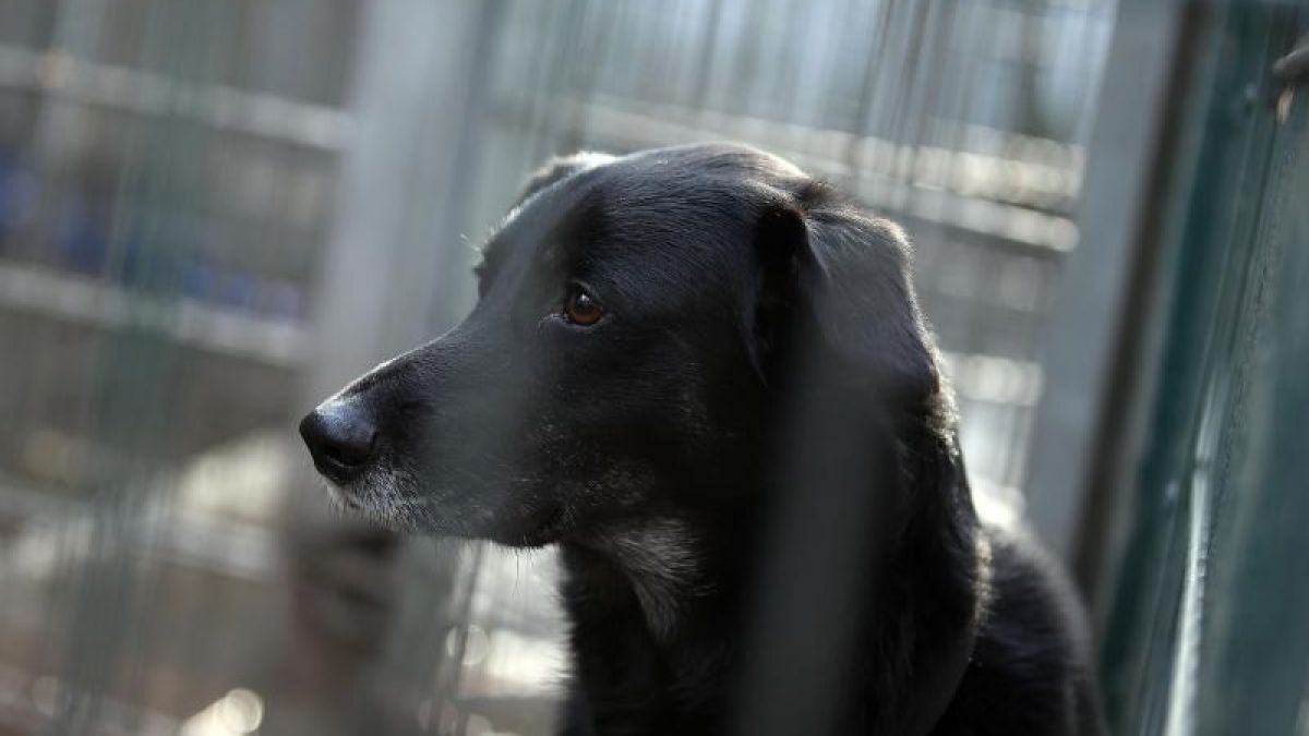 Weil er die Abstammung seines Hundes nicht nachweisen konnte, beging der 27-Jähringe Däne Dan Selbstmord. (Foto)