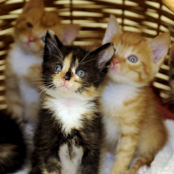 Hier stellen perfide Tierquäler ihre Folter-Bilder zur Schau Hier stellen perfide Tierquäler ihre Folter-Bilder zur Schau (Foto)